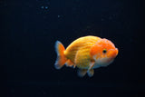 Ranchu  Red White 3.5 Inch (ID#1119R5c-108) Free2Day SHIPPING