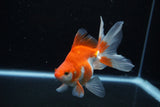 Ryukin Long Tail Red White 5 Inch (ID#1210Ry7b-19) Free2Day SHIPPING