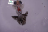 Butterfly  Calico 3.5 Inch (ID#0107B8b-42) Free2Day SHIPPING