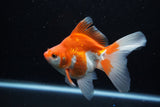 Ryukin Long Tail Red White 5 Inch (ID#1210Ry7b-19) Free2Day SHIPPING