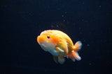 Ranchu  Red White 3.5 Inch (ID#1119R5c-108) Free2Day SHIPPING