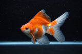 Ryukin Long Tail Red White 5 Inch (ID#1210Ry7b-19) Free2Day SHIPPING