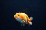 Ranchu  Red White 3.5 Inch (ID#1119R5c-108) Free2Day SHIPPING