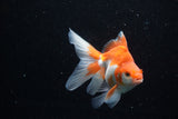 Ryukin Long Tail Red White 5 Inch (ID#1210Ry7b-19) Free2Day SHIPPING