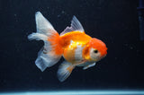 Juvenile Thai Oranda  Red White 4 Inch (ID#311T13b-69) Free2Day SHIPPING