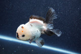 Thai Oranda  Panda 5 Inch (ID#1022To6c-121)