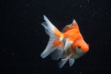 Ryukin Long Tail Red White 5 Inch (ID#1210Ry7b-19) Free2Day SHIPPING