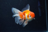 Juvenile Thai Oranda  Red White 4 Inch (ID#311T13b-69) Free2Day SHIPPING