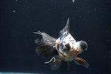 Butterfly  Calico 4.5 Inch (ID#924B8b-45) Free2Day SHIPPING