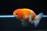 Ranchu  Sakura 4 Inch (ID#1119R5c-109) Free2Day SHIPPING