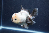 Thai Oranda  Panda 5 Inch (ID#1022To6c-121)