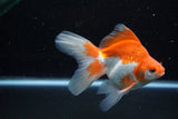 Ryukin Long Tail Red White 5 Inch (ID#1210Ry7b-19) Free2Day SHIPPING