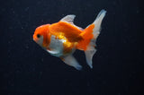 Juvenile Thai Oranda  Red White 4 Inch (ID#311T13b-69) Free2Day SHIPPING