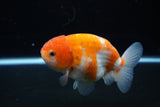 Ranchu  Sakura 4 Inch (ID#1119R5c-109) Free2Day SHIPPING