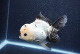 Thai Oranda  Panda 5 Inch (ID#1022To6c-121)