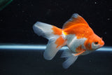 Ryukin Long Tail Red White 5 Inch (ID#1210Ry7b-19) Free2Day SHIPPING