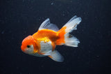 Juvenile Thai Oranda  Red White 4 Inch (ID#311T13b-69) Free2Day SHIPPING