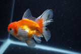 Juvenile Thai Oranda  Red White 4 Inch (ID#311T13b-69) Free2Day SHIPPING