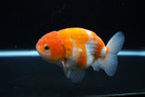 Ranchu  Sakura 4 Inch (ID#1119R5c-109) Free2Day SHIPPING