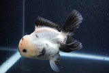 Thai Oranda  Panda 5 Inch (ID#1022To6c-121)