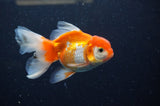 Juvenile Thai Oranda  Red White 4 Inch (ID#311T13b-69) Free2Day SHIPPING