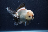 Thai Oranda  Panda 5 Inch (ID#1022To6c-121)