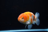 Ranchu  Sakura 4 Inch (ID#1119R5c-109) Free2Day SHIPPING