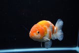 Ranchu  Sakura 4 Inch (ID#1119R5c-109) Free2Day SHIPPING