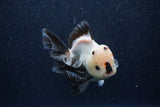 Thai Oranda  Panda 5 Inch (ID#1022To6c-121)