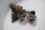 Butterfly  Calico 4.5 Inch (ID#924B8b-45) Free2Day SHIPPING