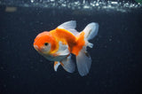 Juvenile Thai Oranda  Red White 4 Inch (ID#311T13b-69) Free2Day SHIPPING