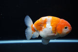 Ranchu  Sakura 4 Inch (ID#1119R5c-109) Free2Day SHIPPING