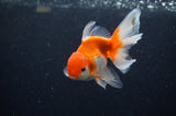 Juvenile Thai Oranda  Red White 4 Inch (ID#311T13b-69) Free2Day SHIPPING