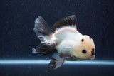 Thai Oranda  Panda 5 Inch (ID#1022To6c-121)