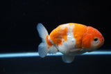 Ranchu  Sakura 4 Inch (ID#1119R5c-109) Free2Day SHIPPING