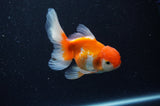 Juvenile Thai Oranda  Red White 4 Inch (ID#311T13b-69) Free2Day SHIPPING
