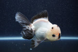 Thai Oranda  Panda 5 Inch (ID#1022To6c-121)