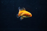 Baby Thai Oranda  Tricolor 2.5 Inch (ID#415TPTA-75) Free2Day SHIPPING