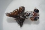 Butterfly  Calico 4.5 Inch (ID#924B8b-45) Free2Day SHIPPING