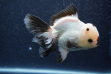 Thai Oranda  Panda 5 Inch (ID#1022To6c-121)