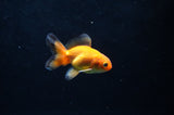 Baby Thai Oranda  Tricolor 2.5 Inch (ID#415TPTA-75) Free2Day SHIPPING