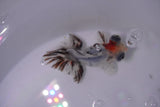 Butterfly  Calico 3.5 Inch (ID#0107B8b-43) Free2Day SHIPPING