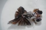 Butterfly  Calico 4.5 Inch (ID#924B8b-45) Free2Day SHIPPING