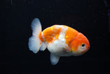 Ranchu  Sakura 4 Inch (ID#1119R5c-109) Free2Day SHIPPING