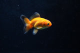 Baby Thai Oranda  Tricolor 2.5 Inch (ID#415TPTA-75) Free2Day SHIPPING