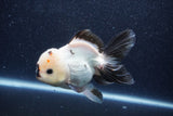 Thai Oranda  Panda 5 Inch (ID#1022To6c-121)