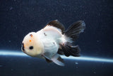 Thai Oranda  Panda 5 Inch (ID#1022To6c-121)