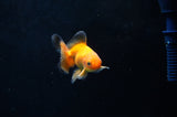 Baby Thai Oranda  Tricolor 2.5 Inch (ID#415TPTA-75) Free2Day SHIPPING