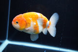 Ranchu  Sakura 4 Inch (ID#1119R5c-109) Free2Day SHIPPING