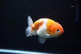 Ranchu  Sakura 4 Inch (ID#1119R5c-109) Free2Day SHIPPING